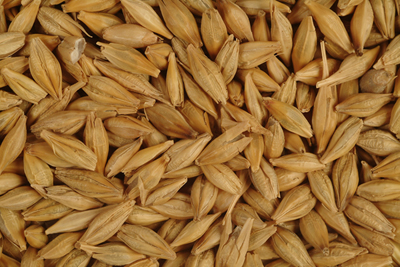 Raw Barley