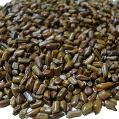 Cassia Tora Seeds 03