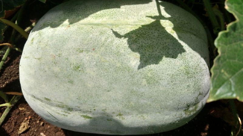 Fresh Ash Gourd 01