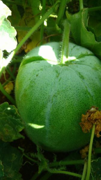 Fresh Ash Gourd 02