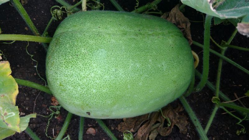 Fresh Ash Gourd 03
