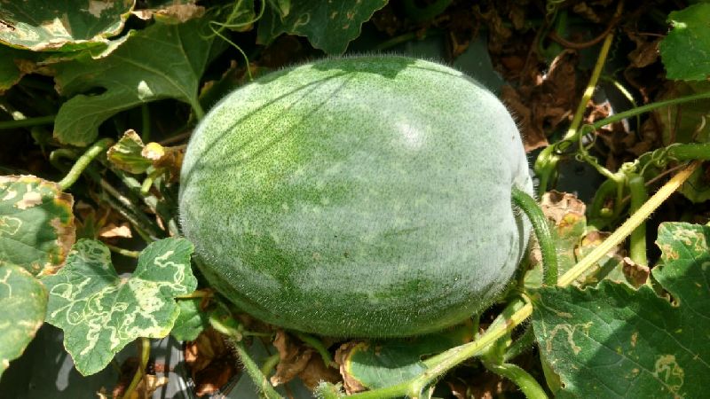 Fresh Ash Gourd 06