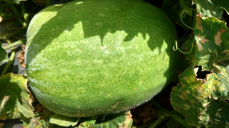 Fresh Ash Gourd 07
