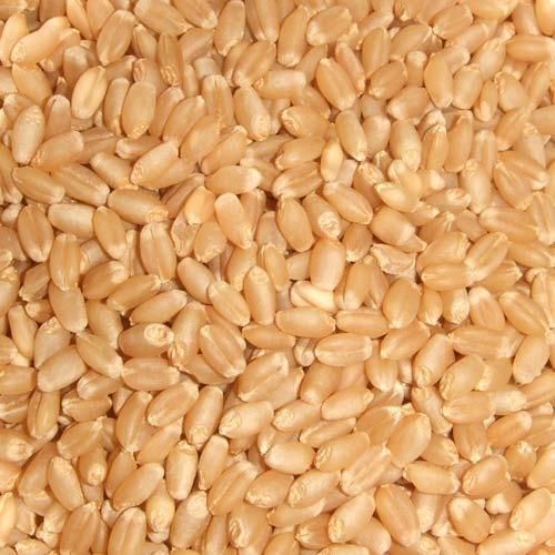 Sharbati Wheat