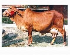 Desi Cow Breeding Service 01