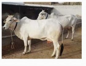 Desi Cow Breeding Service 02