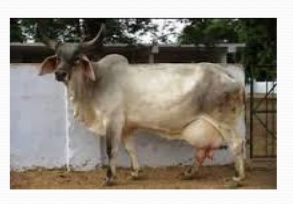 Desi Cow Breeding Service 04