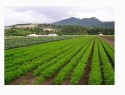 Organic Vegetable Farming 01