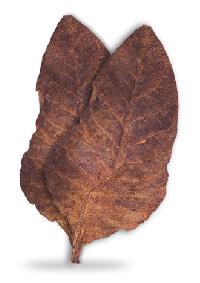Black Chopadia Tobacco