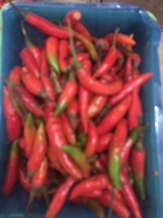 Fresh Red Chilli 01