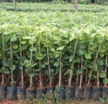 Red Sandalwood Plant 02