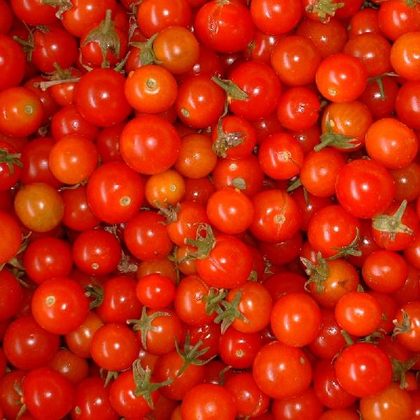 Fresh Tomato 02