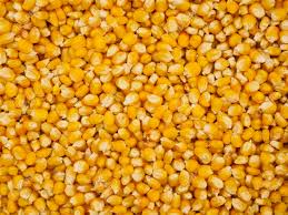 Yellow Maize 04