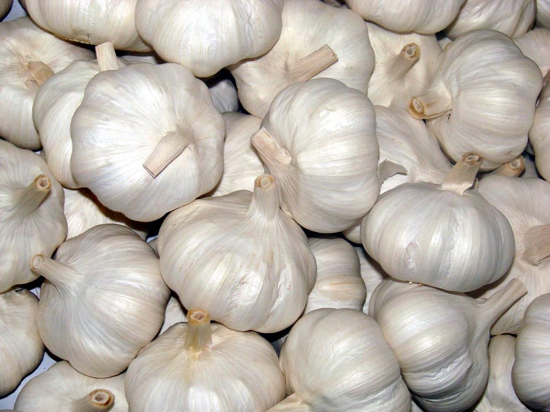 Fresh Garlic 02