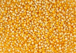 Corn Seeds 01