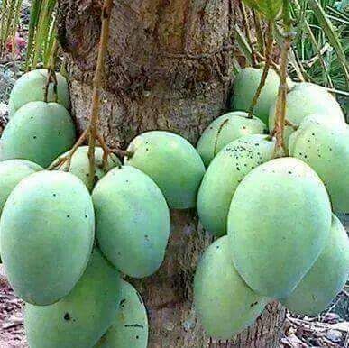 Organic Tender Coconut 01