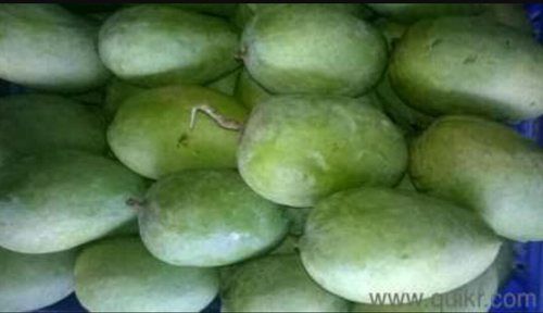 Organic Tender Coconut 02