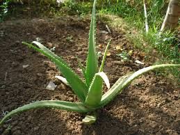 Aloe Vera Plant 02