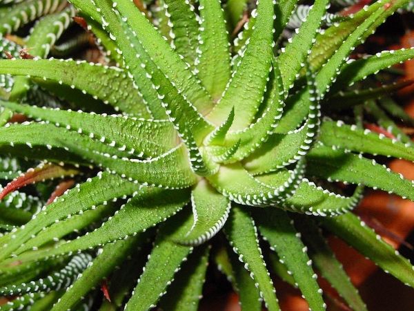 Aloe Vera Plant 03