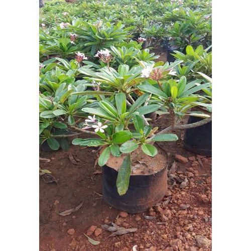 Champa Plant