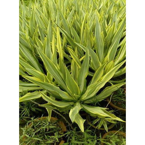 Furcaria Plant