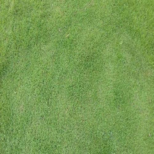 Neelgiri Grass