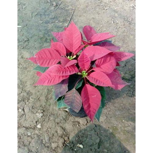 Poinsettia Plant