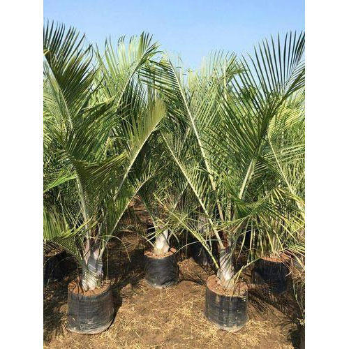 Triangle Palm Plant