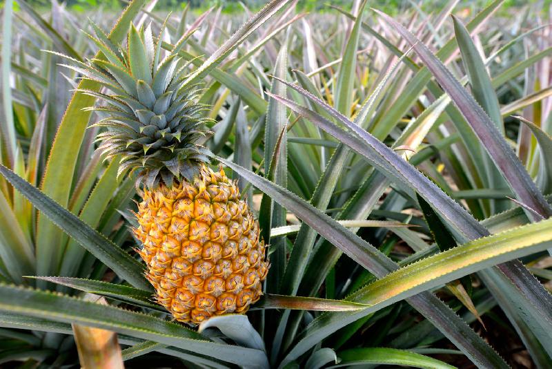 Fresh Pineapple 02