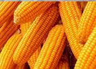 Yellow Corn