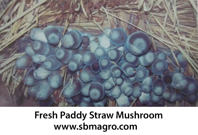 Paddy Straw Mushroom