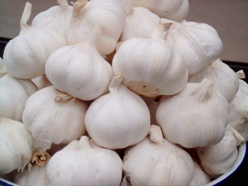 Fresh Garlic 03