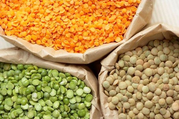 Lentil
