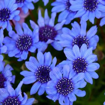 Fresh Blue Daisy Flowers