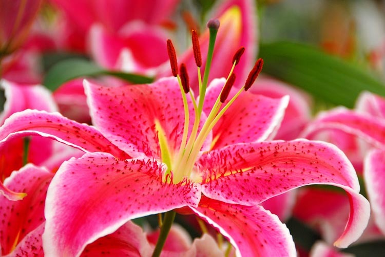 Fresh Oriental Lily Flowers
