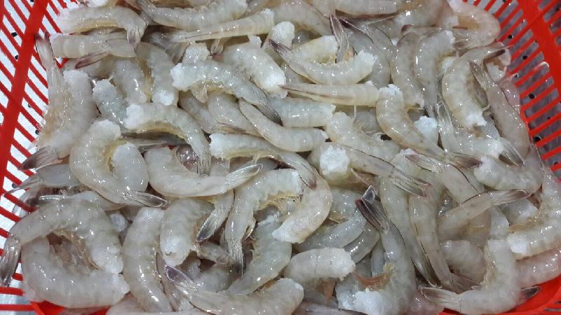 Frozen Headless Vannamei Shrimps 02