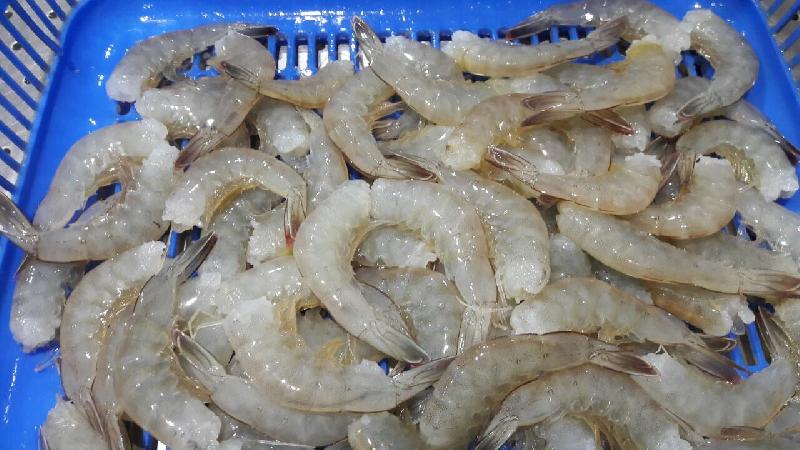 Frozen Headless Vannamei Shrimps 03