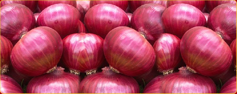 Fresh Red Onion 02