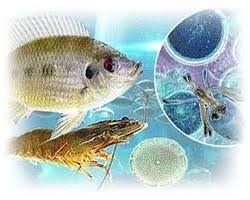 Aquaculture Chemicals