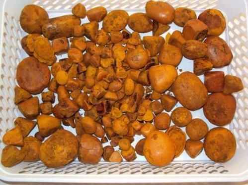 Cow & Ox Gallstones