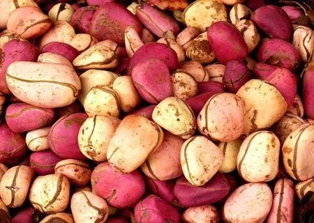 Red Kola Nuts