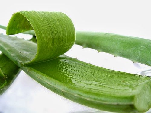 Aloe Vera Pulp 02