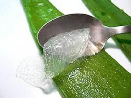 Aloe Vera Pulp 03