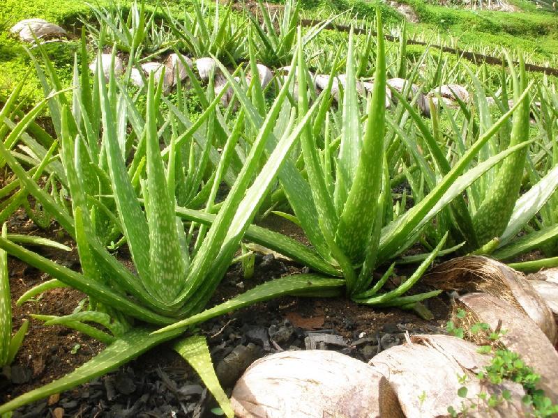 Aloe Vera Plant 01