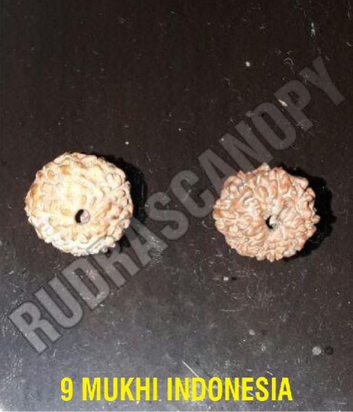 9 Mukhi Indonesian Rudraksha