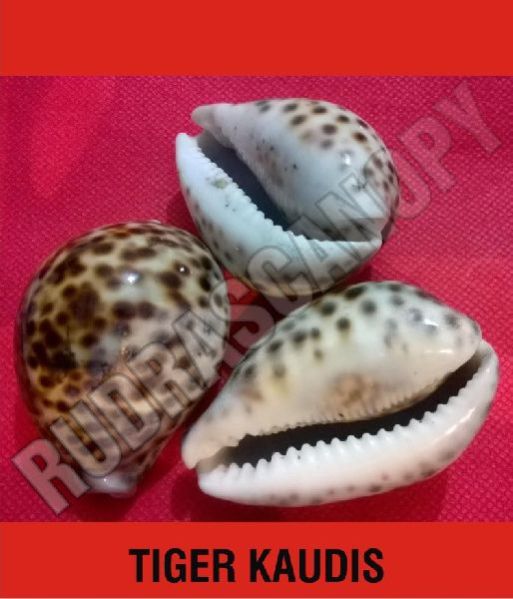 Tiger Kaudis (Kauris)
