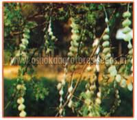 Acacia Nilotica Plant