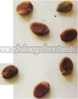 Albizia Amara Seeds