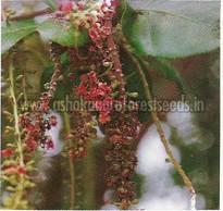 Barringtonia Acutangula Seeds
