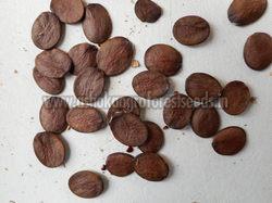 Bauhinia Purpurea Seeds